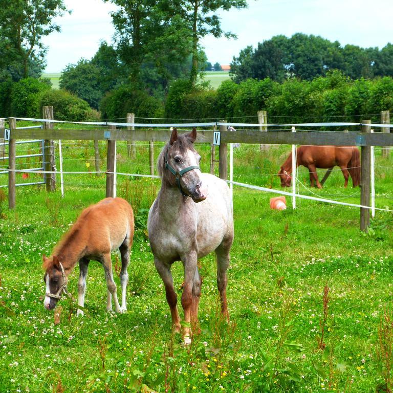 Gite Et Relais Equestre De Marie Tours-en-Vimeu Εξωτερικό φωτογραφία