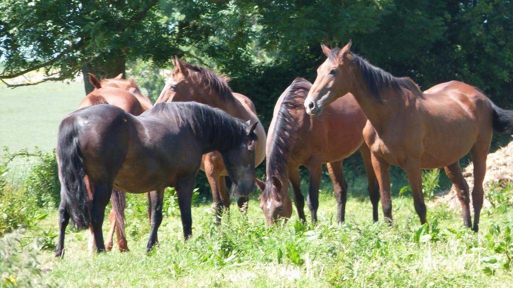 Gite Et Relais Equestre De Marie Tours-en-Vimeu Δωμάτιο φωτογραφία
